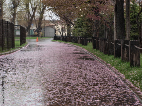 桜の花びらの道