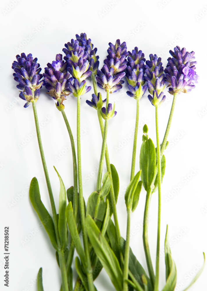 Fototapeta premium Fresh lavender