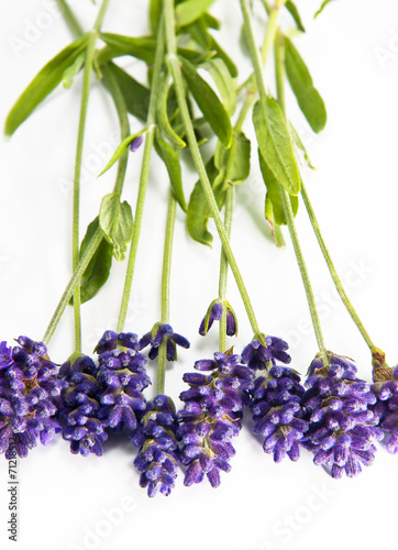 Fototapeta Naklejka Na Ścianę i Meble -  Fresh lavender
