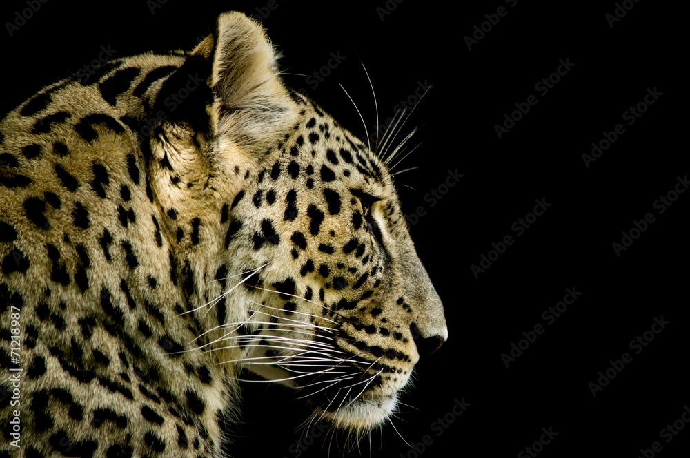 Naklejka premium Leopardo iraniano - Panthera pardus saxicolor