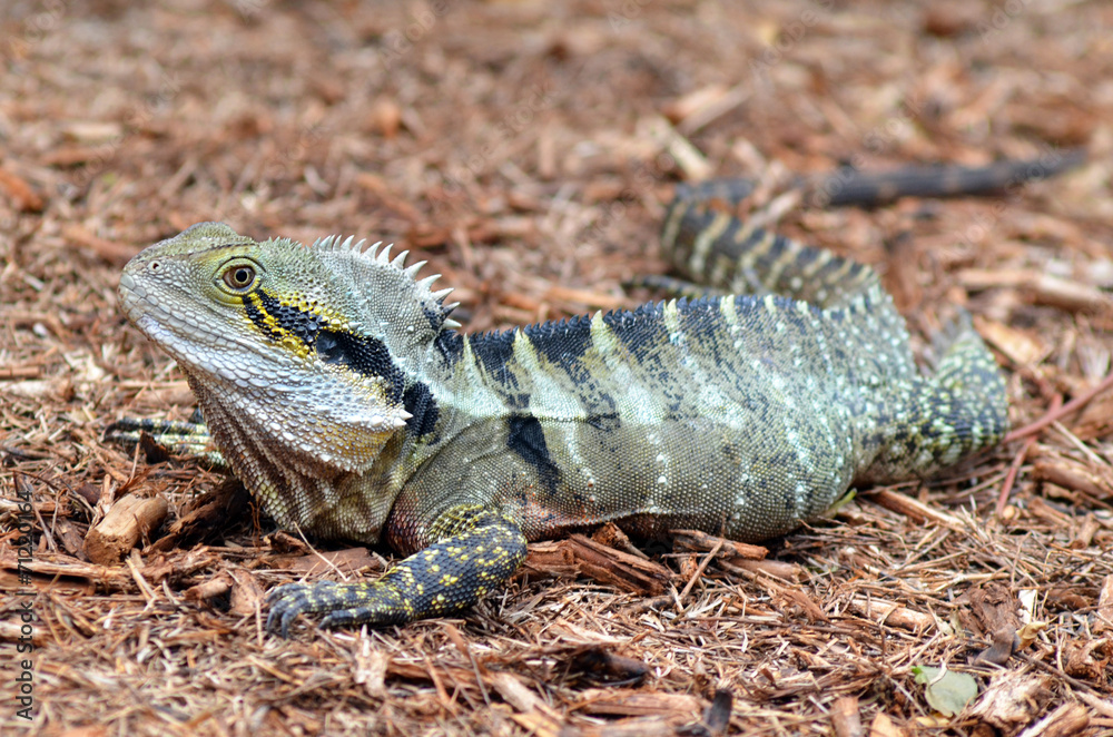 Fototapeta premium Australian Eastern Water Dragon