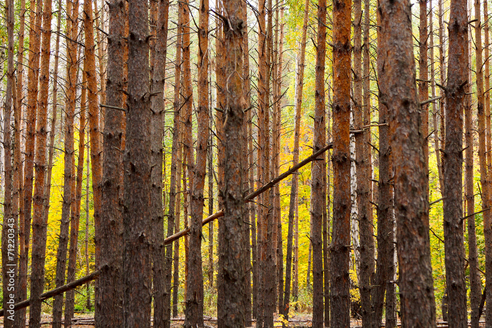 high vertical trunks of the pine trees in the forest high vertical trunks of the pine trees in the forest