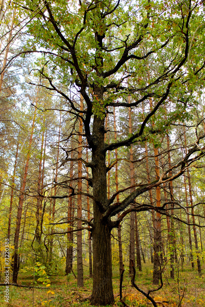 Fototapeta premium single branchy tree on background of vertical pine trunks