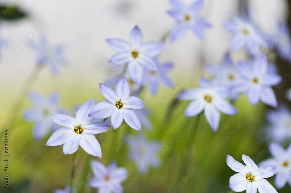 満開の花ニラ 満開の花ニラ