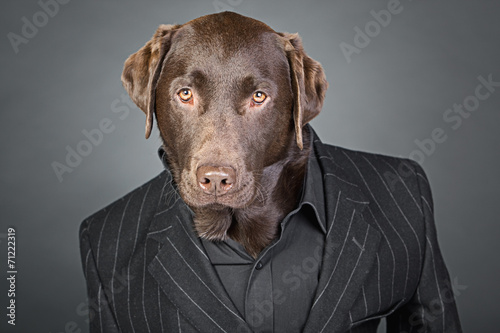 Cool Looking Chocolate Labrador in Pinstripe Suit © JPRFphotos