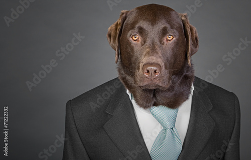 Shot of a Sophisticated Chocolate Labrador in Suit and Tie © JPRFphotos