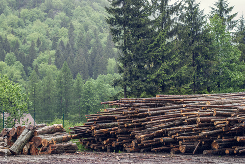 Fotografia, Obraz Felled pine logs piled firebreak