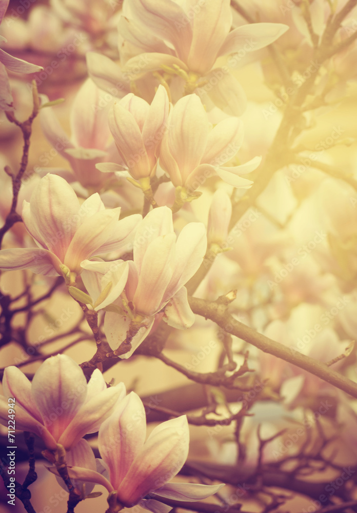 Naklejka premium Magnolia