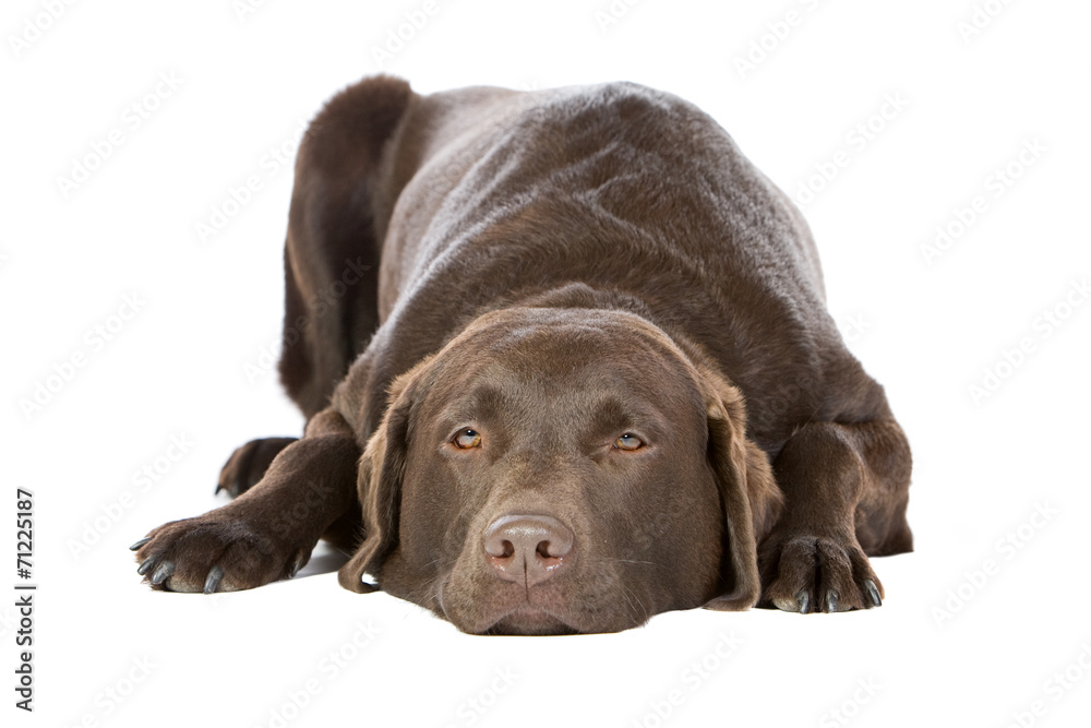 Chocolate Labrador Lying Down