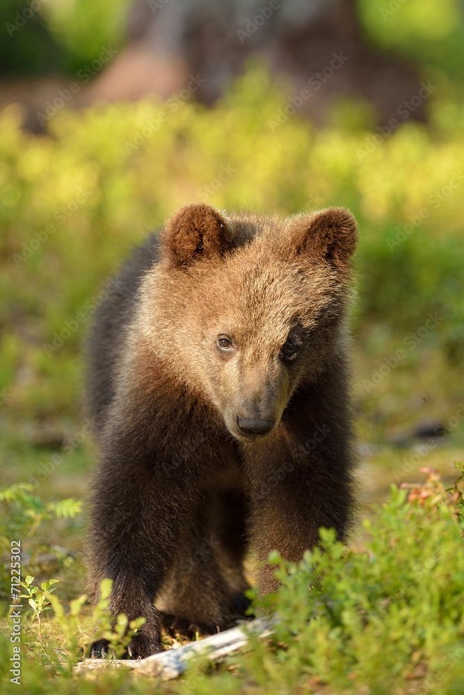 Fototapeta premium Brown bear cub portrait in forest