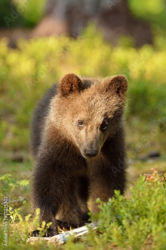 Brown bear cub portrait in forest