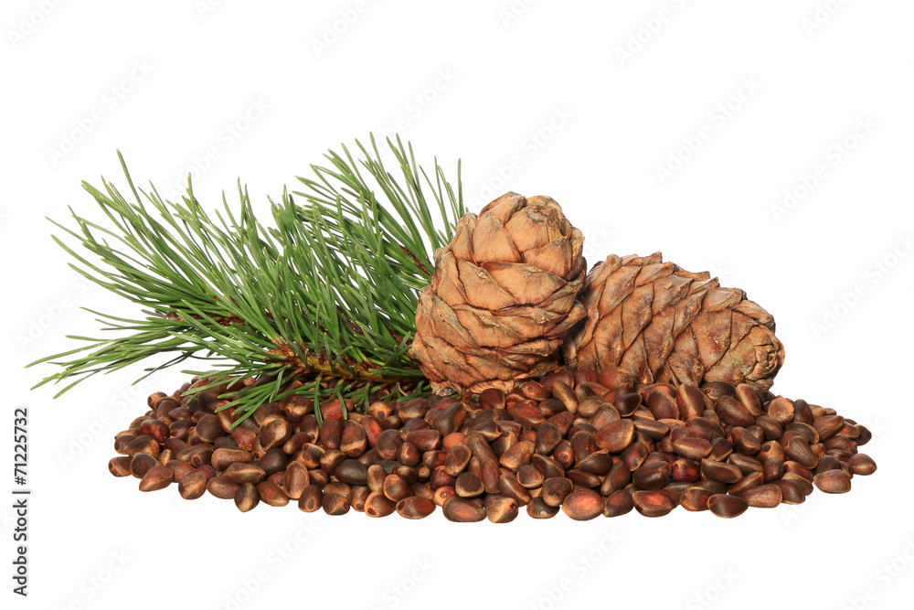 Fototapeta premium Cedar nuts and cones isolated on white background