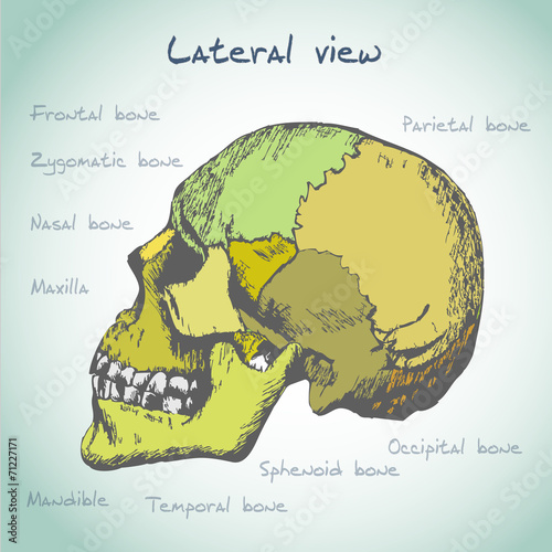 Anatomy human head illustration