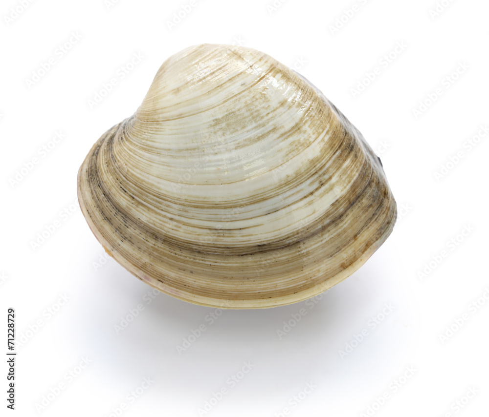 hard clam, quahog isolated on white background