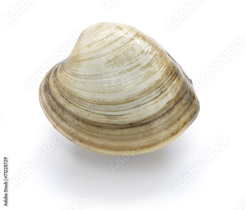 Vászonkép hard clam, quahog isolated on white background