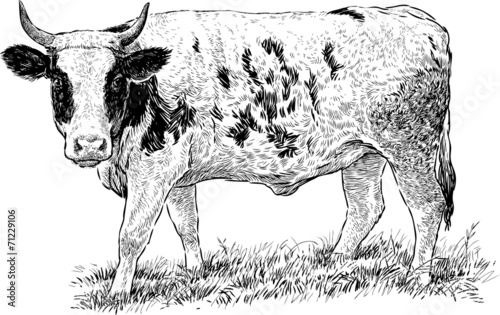grazed cow