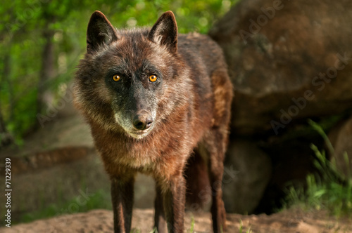 Black Wolf (Canis lupus) Stares Out