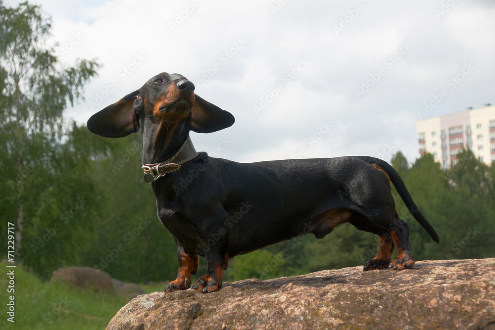Dachshund on large boulder stone with flying ears from the wind Dachshund on large boulder stone with flying ears from the wind