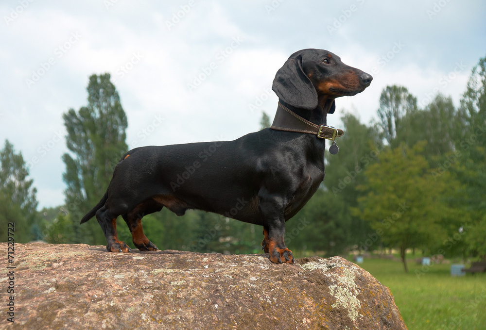Black and tan dachshund on large boulder stone Black and tan dachshund on large boulder stone