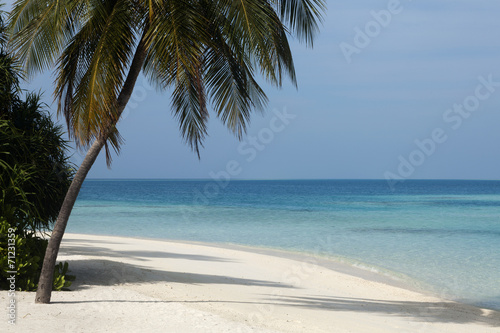 tropical island palm sea and sky