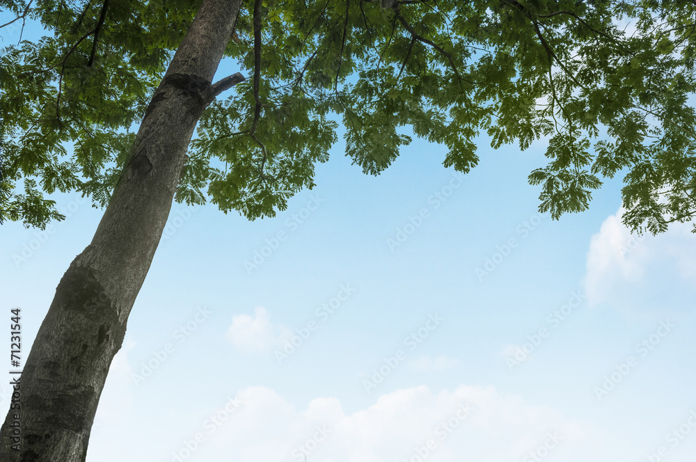 Fototapeta premium Tree with sky