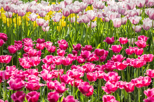 Colorful tulips