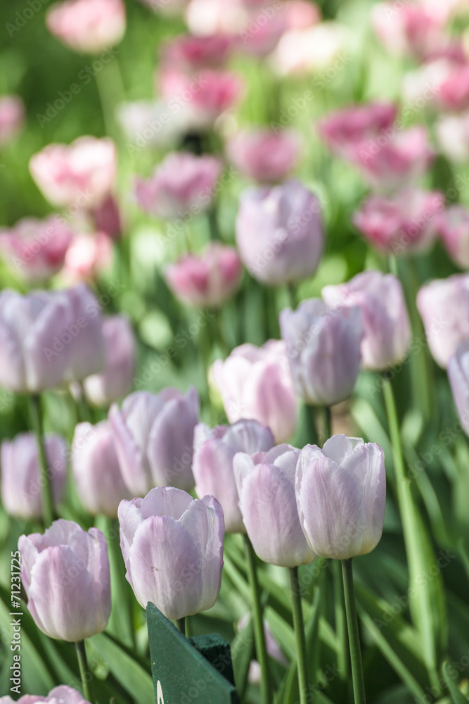 Obraz premium Colorful tulips
