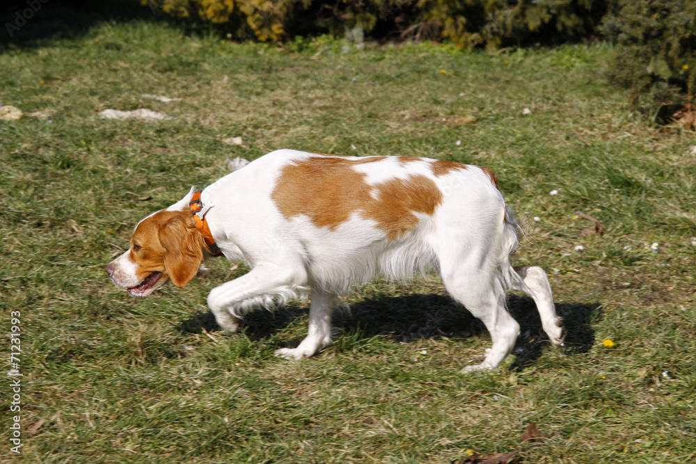 Brittany spaniel, hunting dog sniffing trail