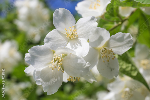 Jasmine flowers photo