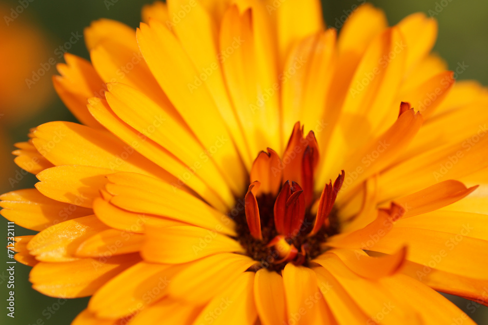 Part marigold yellow flowers in the garden. Part marigold yellow flowers in the garden.