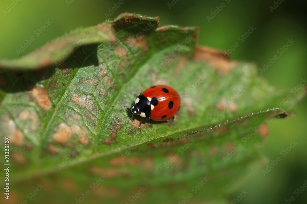 Fototapeta premium ladybird on leaf