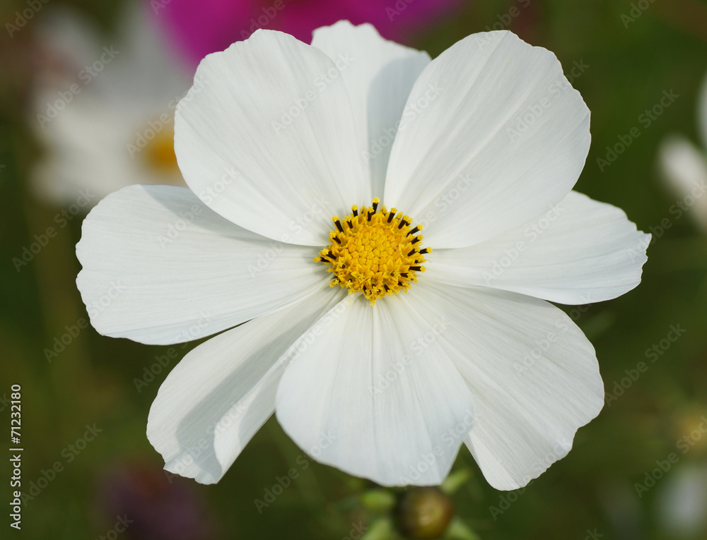 White flower in the garden.