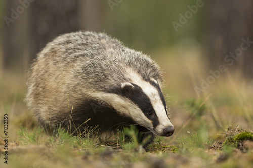European Badger © hitman1234