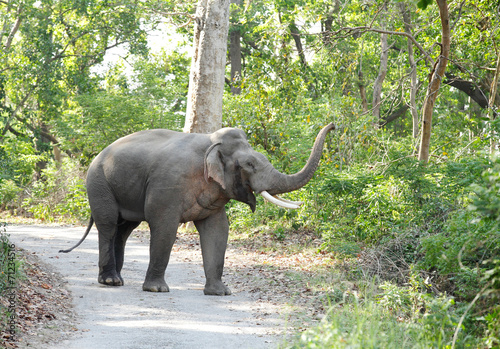 A tusker in musth raising its trunk