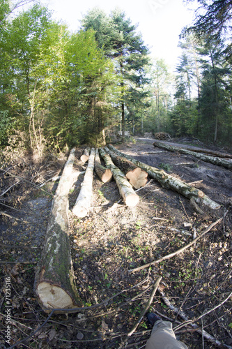 Skład drzewa w lesie