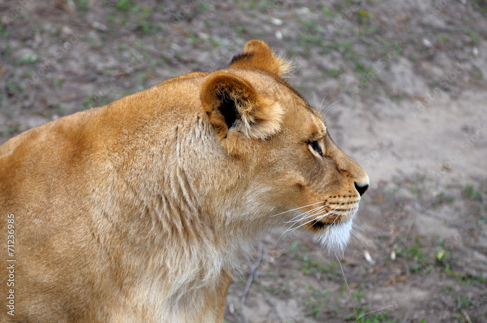Close Up picture of a lion. Close Up picture of a lion.