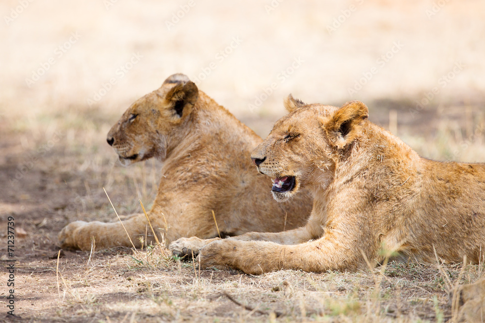 Two lions rests in the shadow
