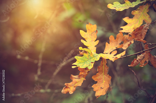 Autumnal oak branch at sunset