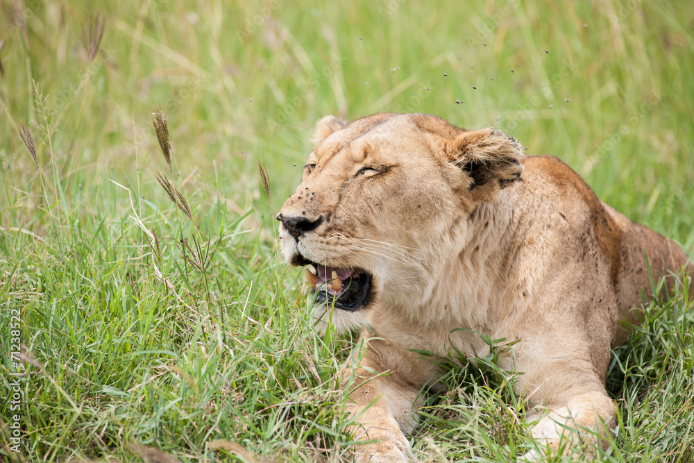 lion lion