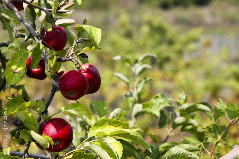 red apple red apple