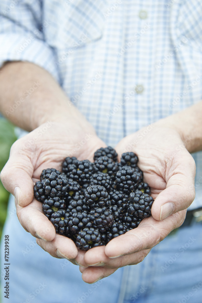 Close Up Of Man Holding Freshly Picked Blackberries Close Up Of Man Holding Freshly Picked Blackberries