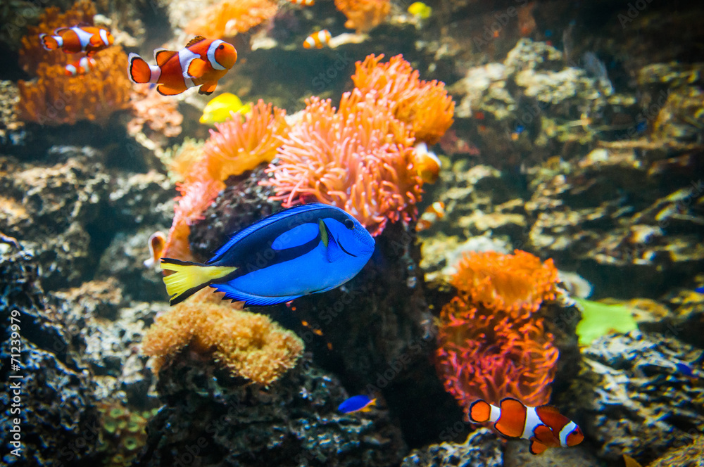 Naklejka premium Clownfish and Blue Tang in the water with corals