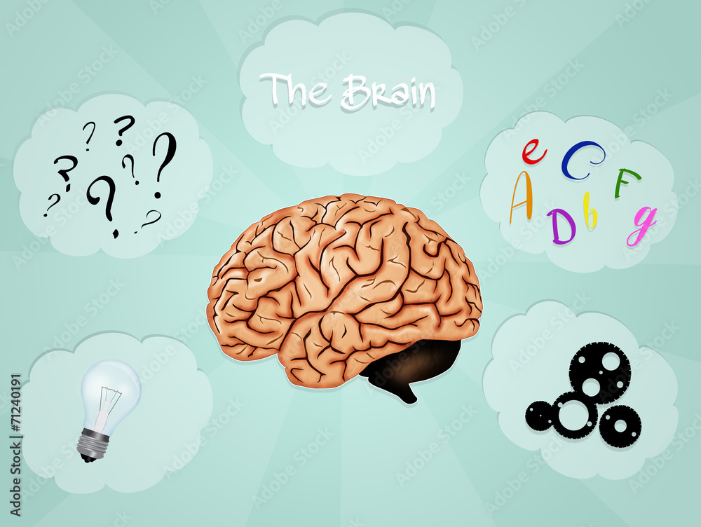 the brain the brain