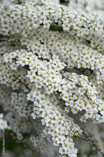 Spiraea x cinerea Grefsheim photo