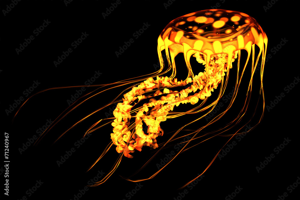 Fototapeta premium Yellow Red Jellyfish