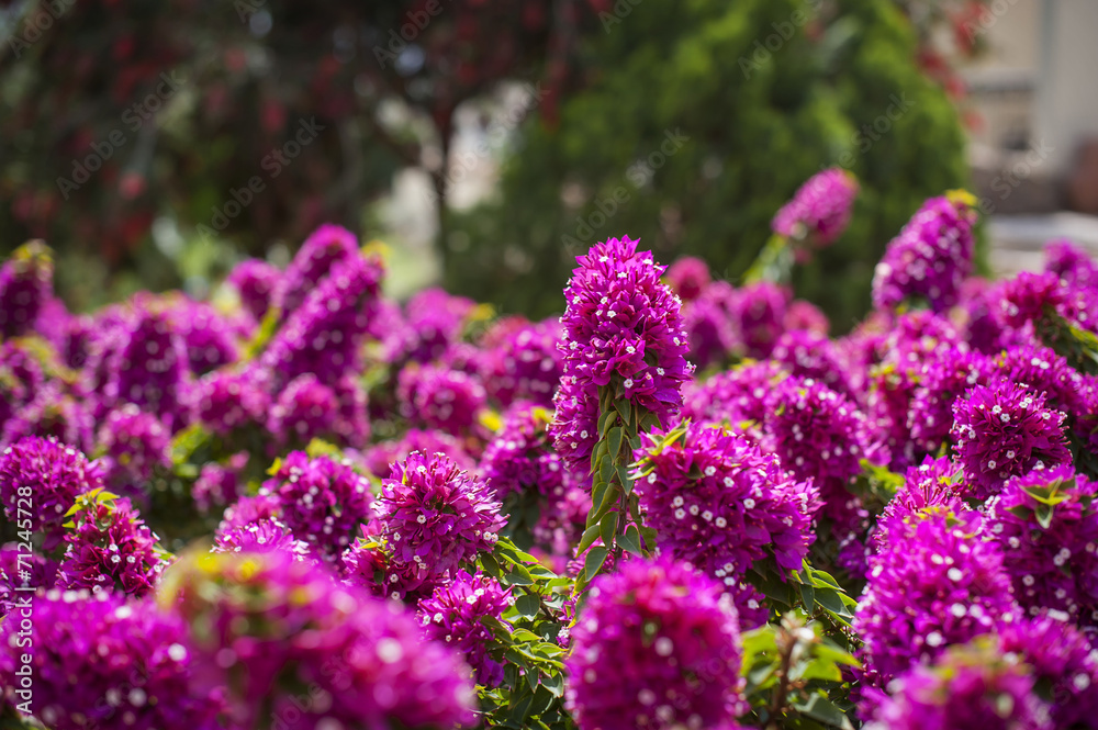 Obraz premium Exotic flowers