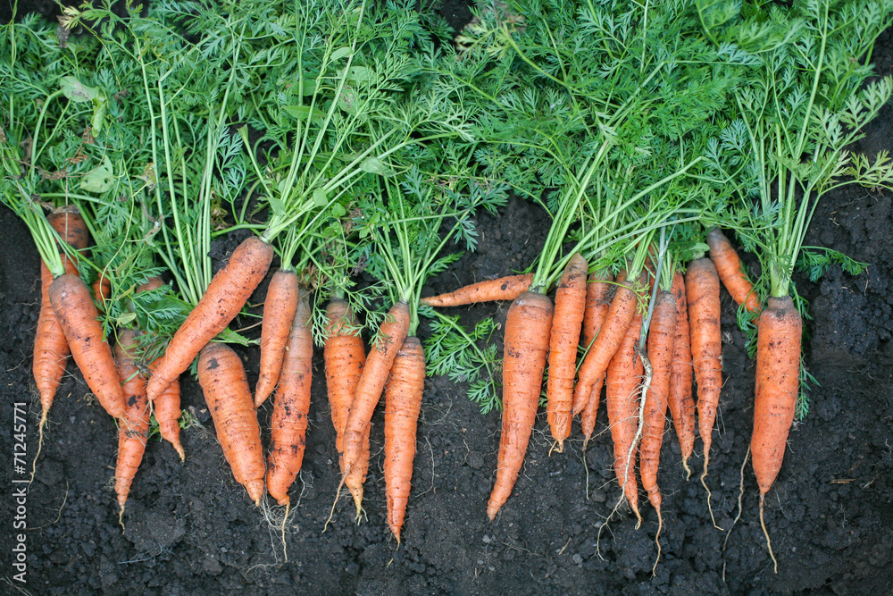 fresh carrots on the black earth fresh carrots on the black earth