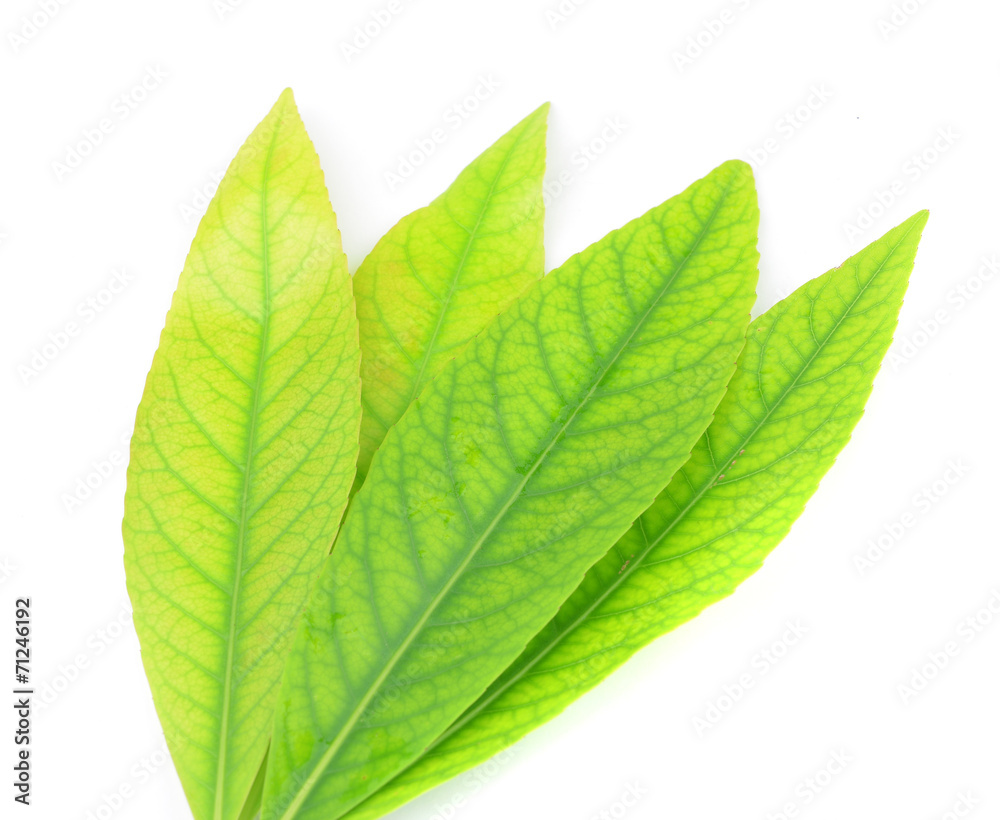 Leaves isolated on white background Leaves isolated on white background