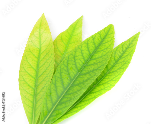 Leaves isolated on white background