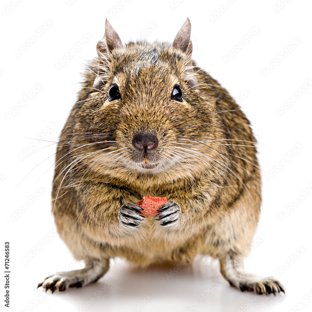 Fototapeta premium degu